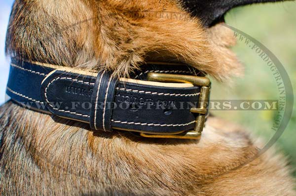 Massive Brass Buckle on Nappa Leather German Chepherd Collar Padded