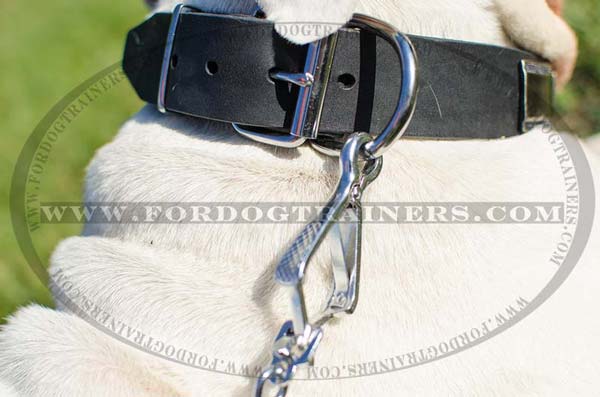 Durable Nickel Hardware on Dog Collar Leather for Walking