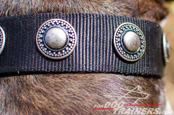 Silver-Like Conchos on Nylon Pitbull Collar