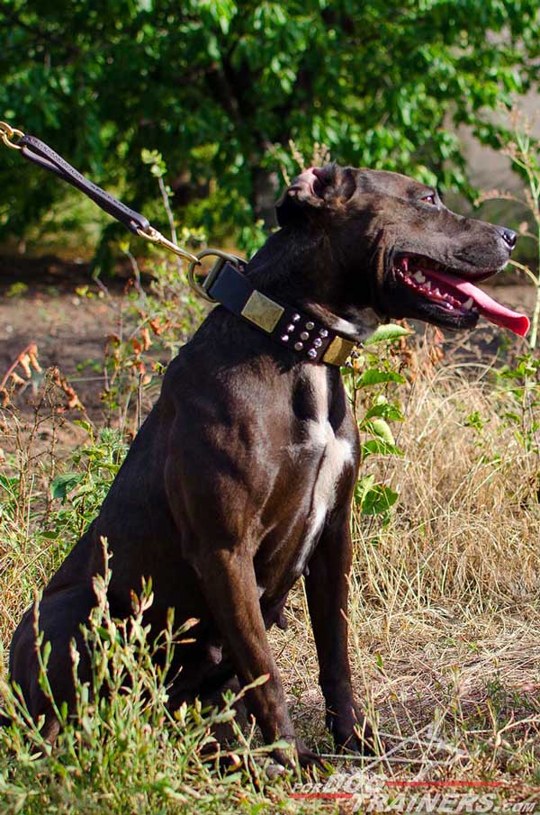 Leather Pitbull Collar with Nickel and Brass Decorations