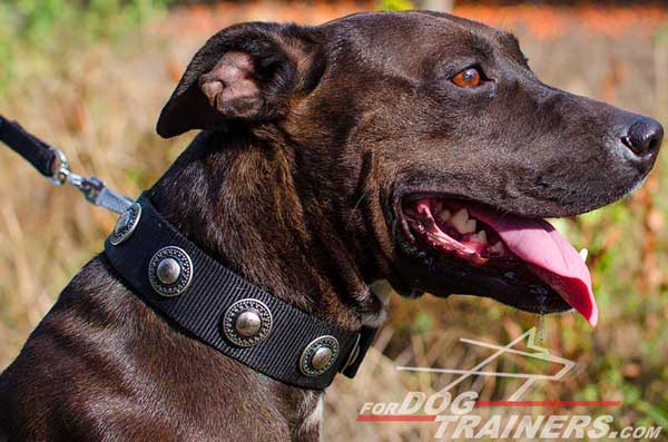 Pitbull Collar for Walking and Training