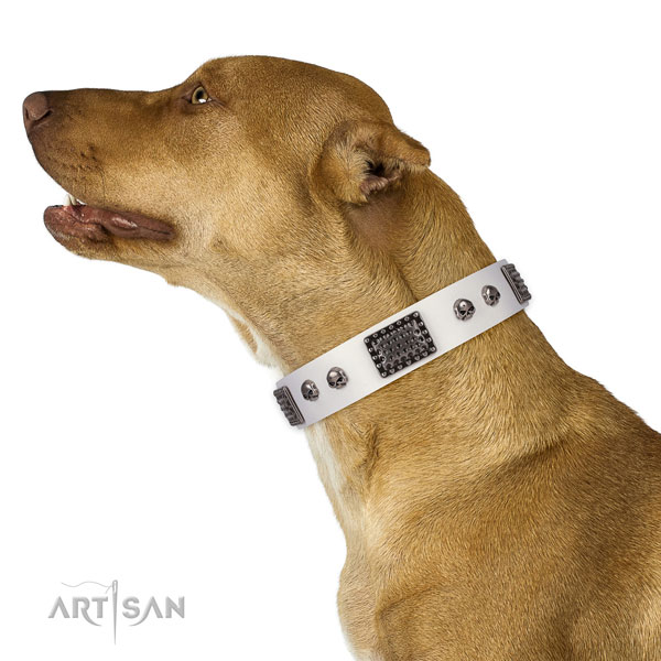 Pitbull walking dog collar of exceptional quality leather