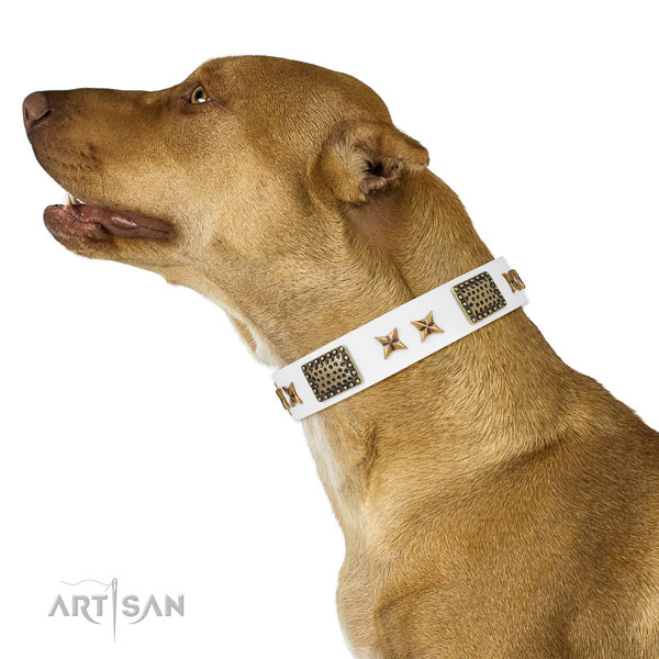 Pitbull easy wearing dog collar of incredible quality genuine leather