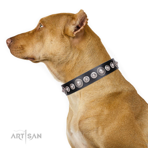 Pitbull handmade genuine leather dog collar with embellishments