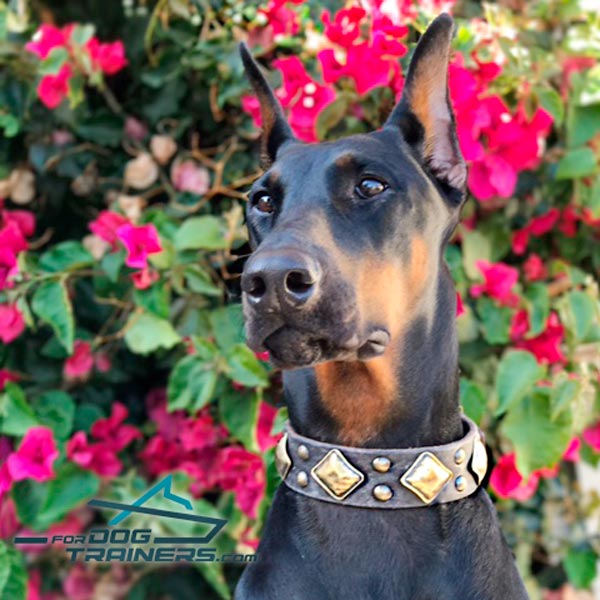 Trendy Deberman Collar Decorated with Squares and Studs on Danke