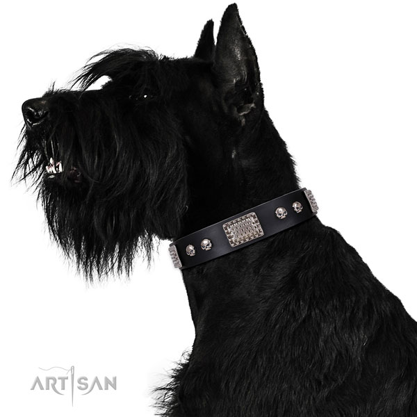 Reisenschnauzer stylish walking dog collar of awesome quality natural leather