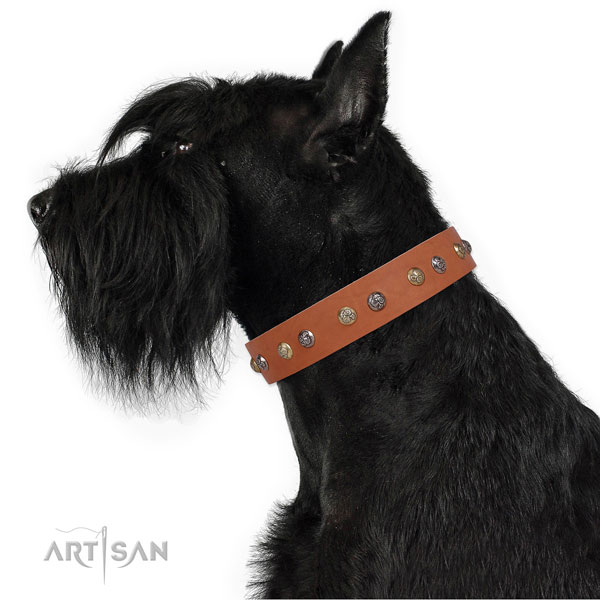 Reisenschnauzer awesome leather dog collar with adornments