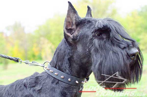 Designer Leather Riesenschnauzer Collar