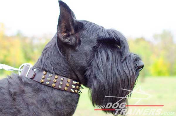 Training Leather Riesenschnauzer Collar