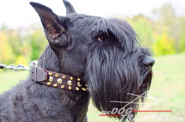 Training Leather Riesenschnauzer Collar