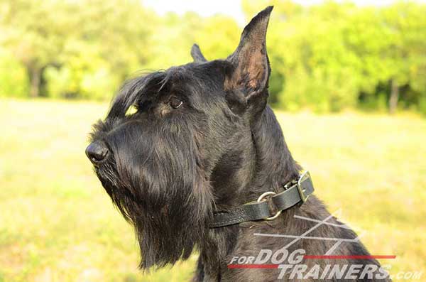 Leather Choke Riesenschnauzer Collar