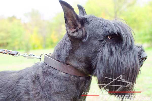 Simple Daily Collar for Riesenschnauzer