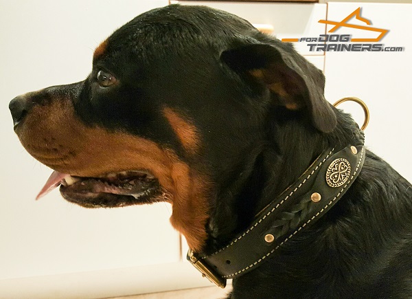 Rottweiler  Leather Collar for Awesome Look