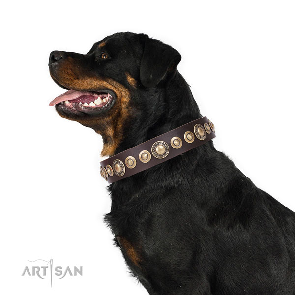Rottweiler stunning leather dog collar with embellishments