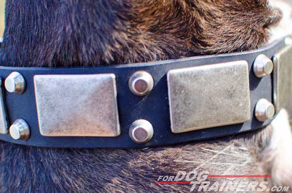 Silver-Like Decorations on Leather Pitbull Collar 