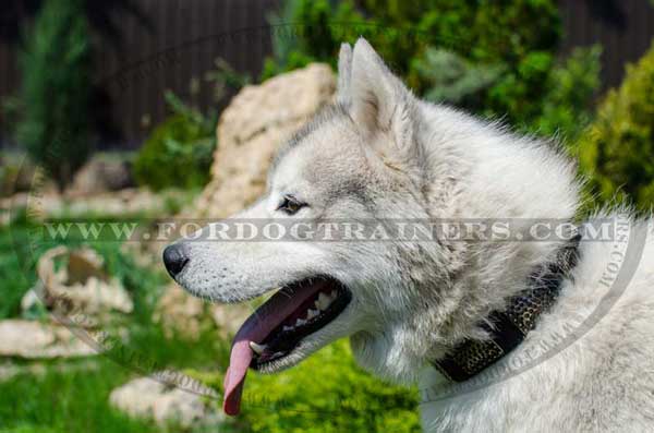 Siberian Husky Collar Handcrafted