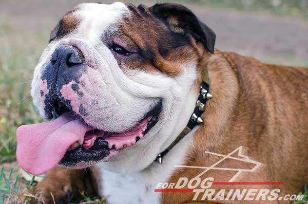 English Bulldog Leather Collar Studded Spiked