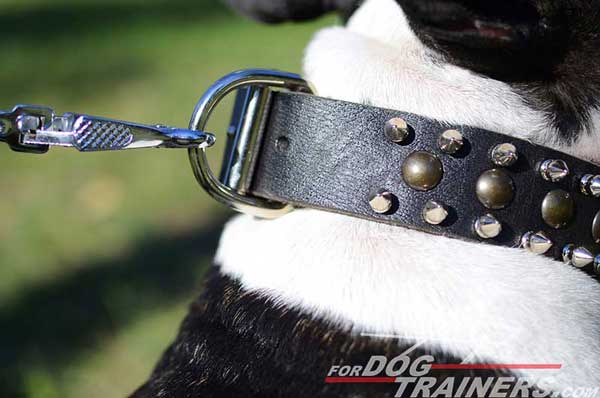 Spikes and Studs on Leather Dog Collar