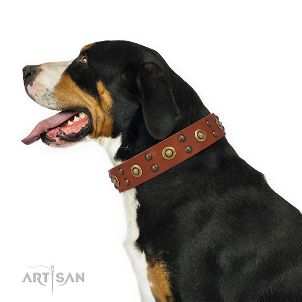 Swiss Mountain Dog fancy walking dog collar of remarkable quality genuine leather