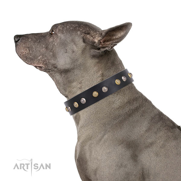 Thai Ridgeback unique full grain genuine leather dog collar with adornments