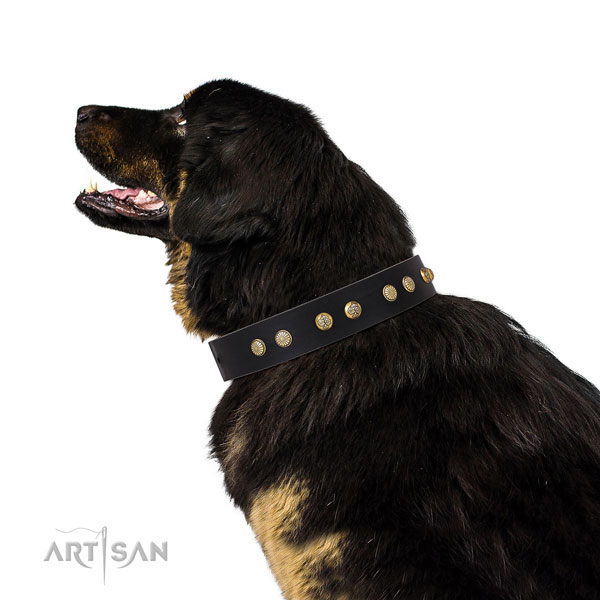 Tibetian Mastiff everyday walking dog collar of remarkable quality natural leather