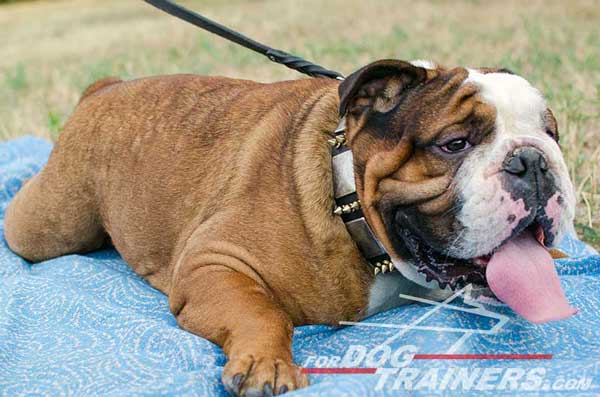 English Bulldog Collar for Walking