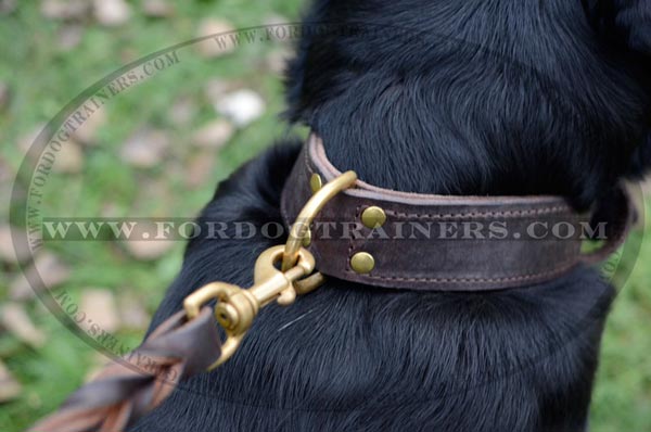 Dog collar with brass hardware