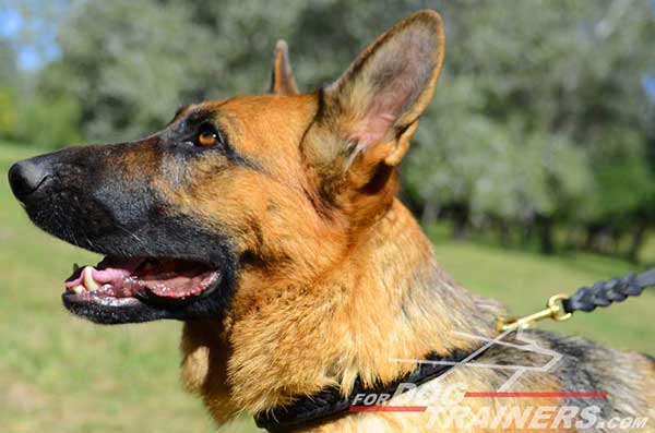 Dog Collar Leather Custom Made for Training GSD