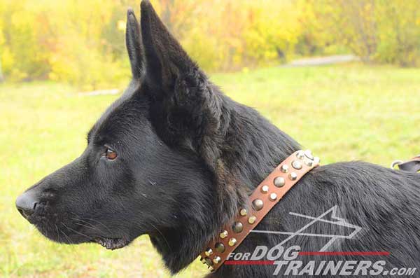 Studded And Spiked Dog Collar Leather Quality for German Shepherd's Walking In The Street