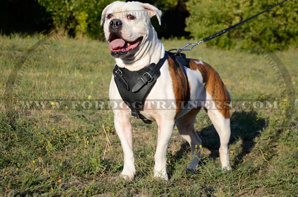 Pure leather padded adjustable dog harness for American Bulldog
