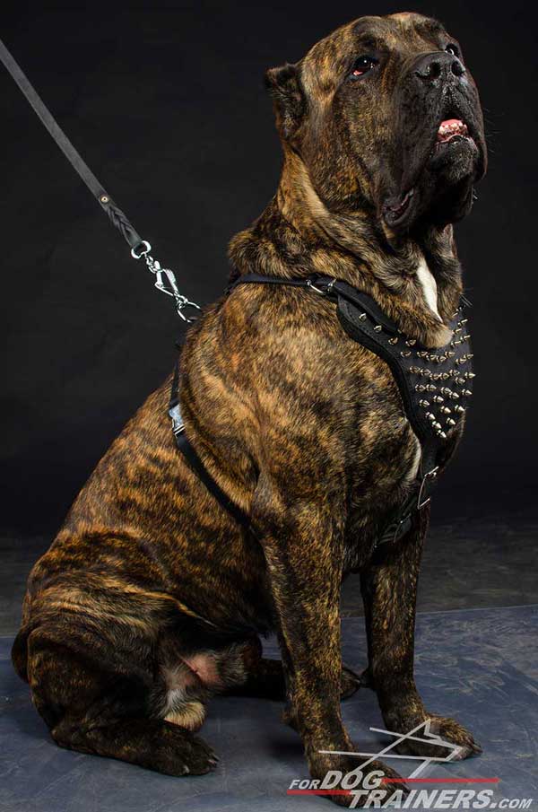 Easy adjustavle dog harness for Cane Corso