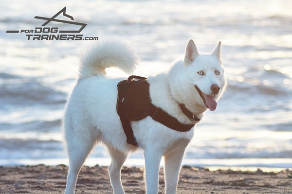 Any Weather Husky Harness for Medium Breed Dogs