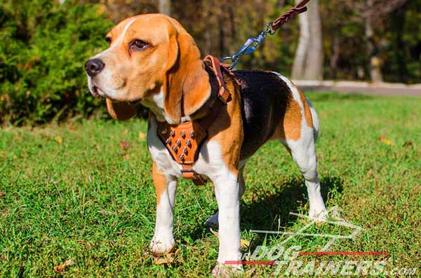 Leather Beagle Harness Tan for Showy Walking