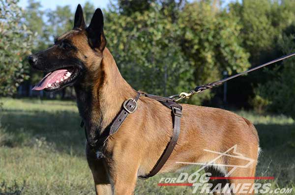 Adjustable Leather Belgian Malinois Harness