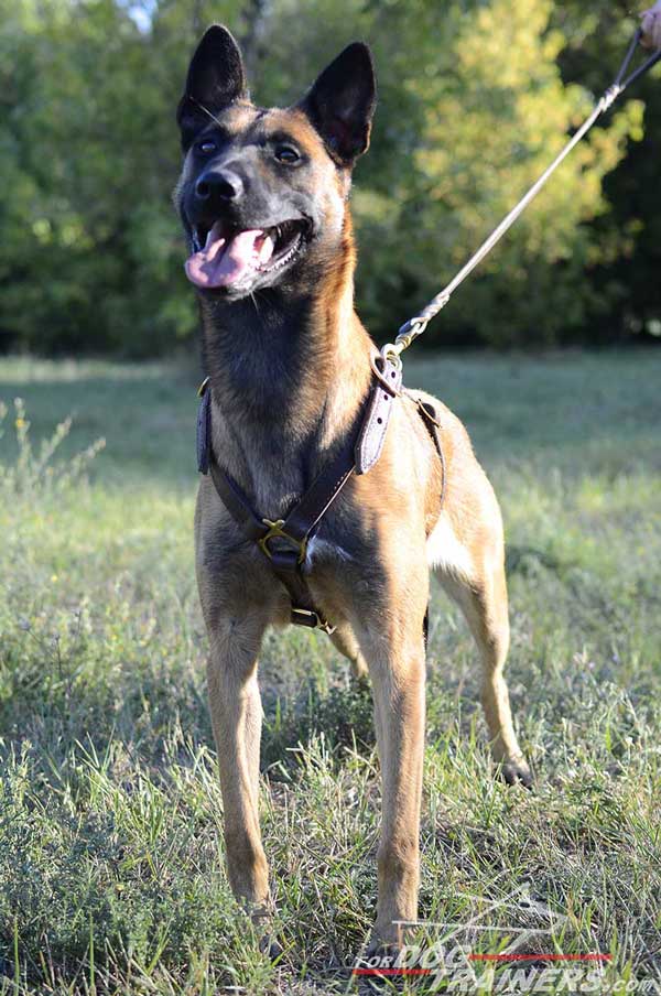 Tracking Leather Belgian Malinois Harness