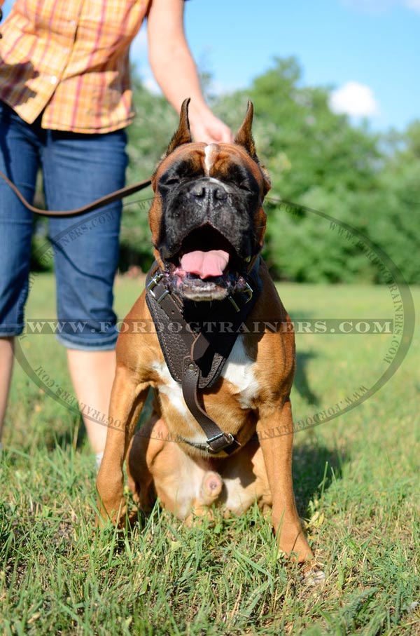 Boxer Leather Harness for Agitation Training