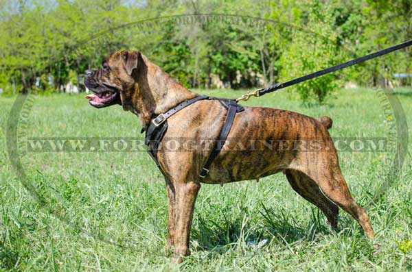 Boxer Harness For Agitation Training