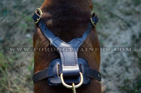 Padded Back Plate with Solid Brass D-ring for the Leash