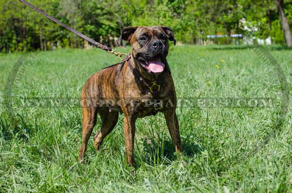 Boxer Leather Harness for Tracking Activities