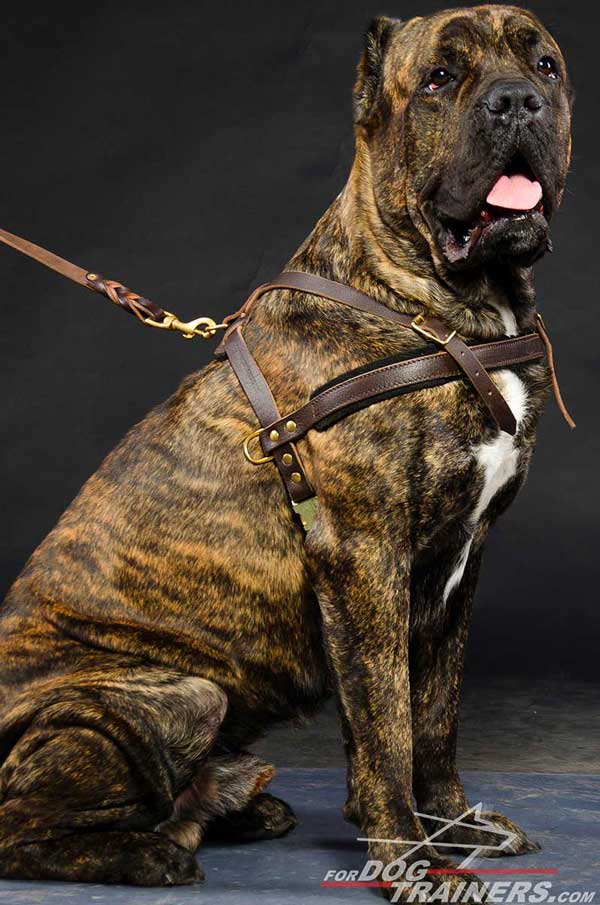 Training Cane Corso Harness of Pure Leather
