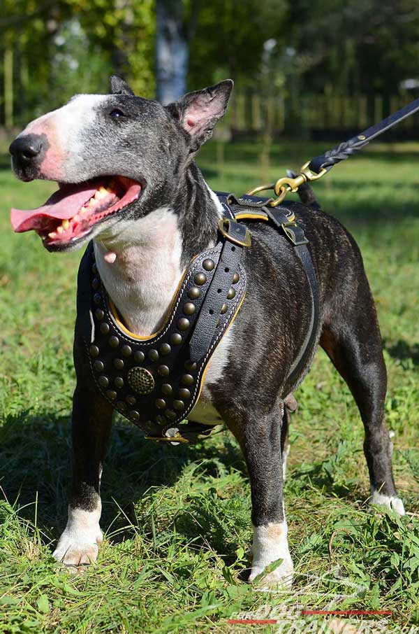 Royal Leather Bull Terrier Harness Stylish Dog Supply