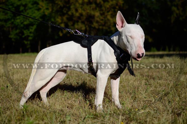 Training Leather Bull Terrier Harness Dog Supply