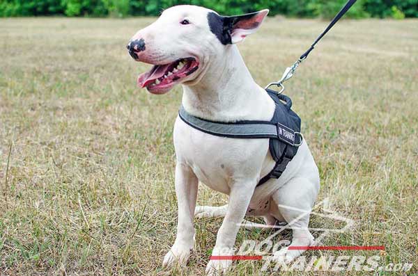 Nylon Adjustable Bull Terrier Harness