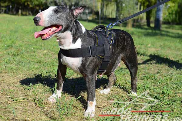 Pulling Training Bull Terrier Harness Nylon