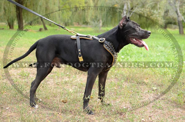 Exclusive style decorated Pitbull harness with soft Nappa leather padding