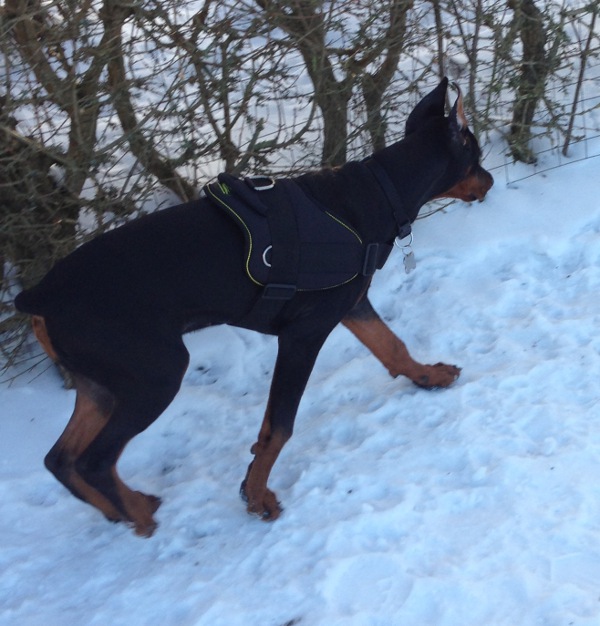 Stitched Nylon Doberman Harness with handle