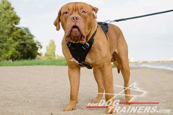 Professional Dog Training Leather Harness for Dogue-de-Bordeaux