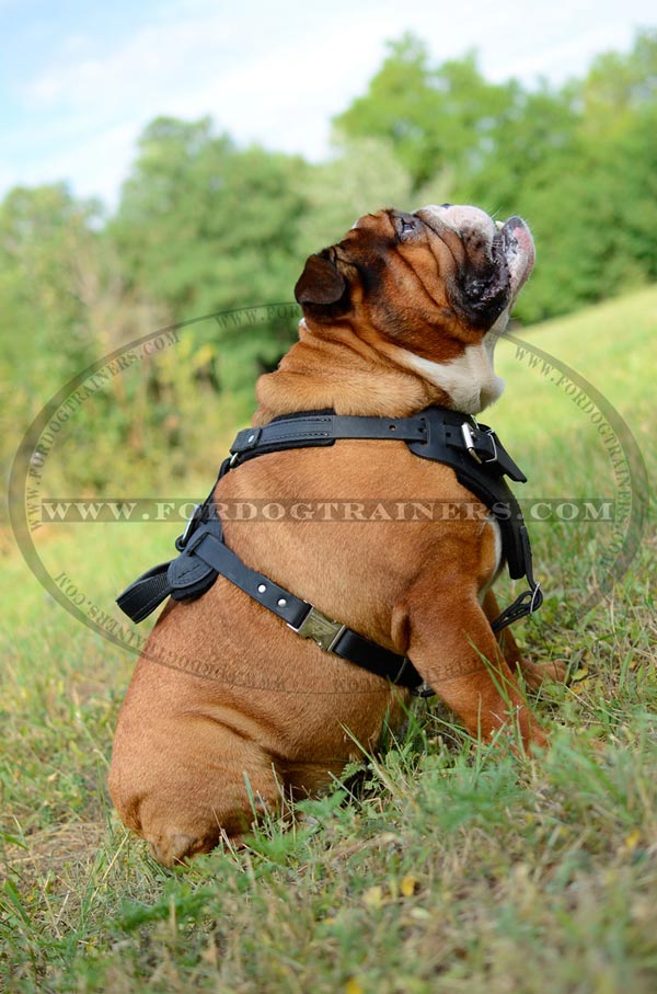 Leather English Bulldog Harness with handle