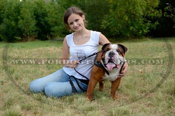 Leather English Bulldog Harness for tracking