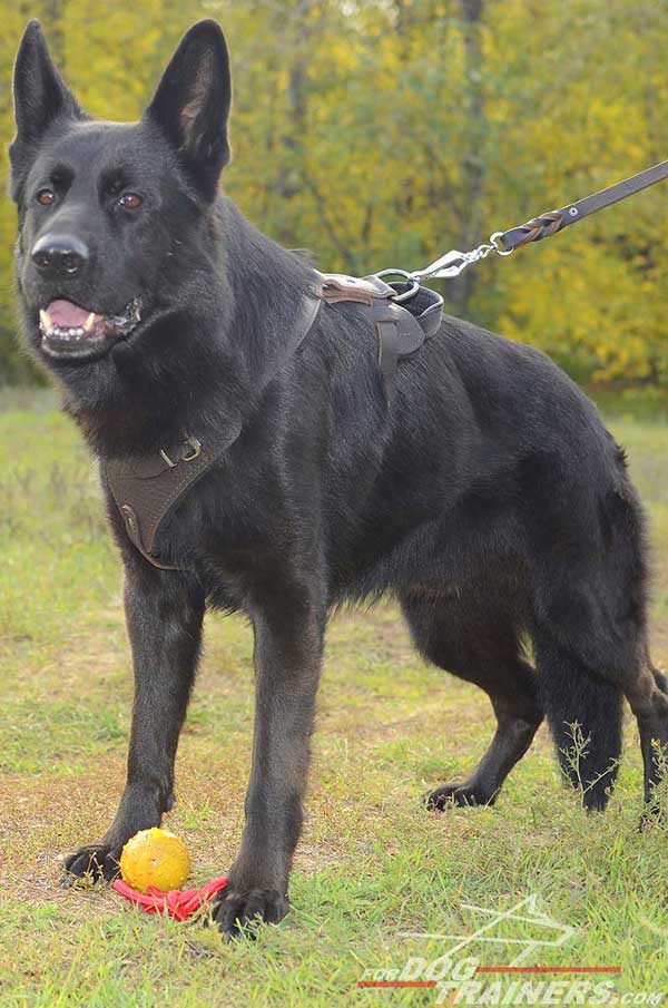 Training German Shepherd Harness Leather with Padded Chest Plate